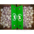 Normal White Garlic New Crop With Best Quality